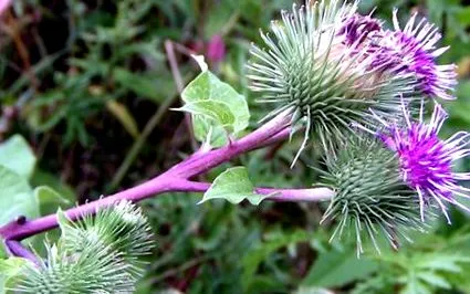 această plantă