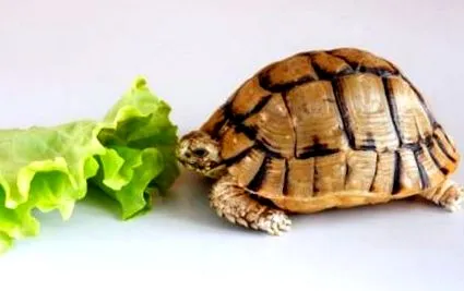hrănească