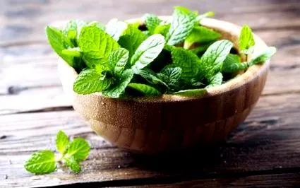 menta planta