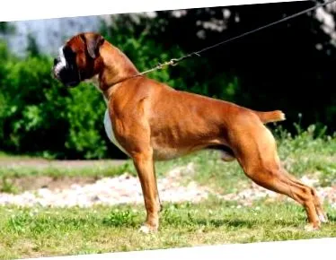 boxer