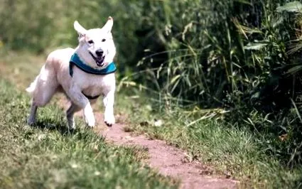 animalul