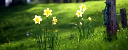 flori narcis