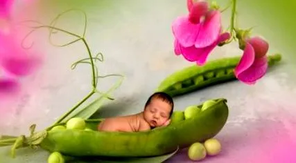planta
