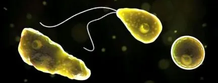 Naegleria fowleri