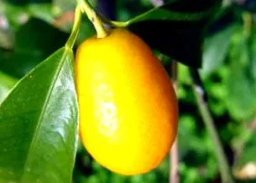 fructe uscate
