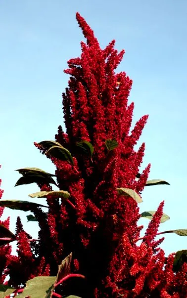 plante plante