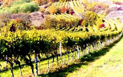 toamn wine