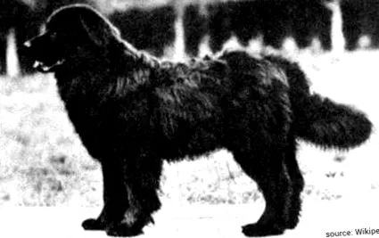dispărute Water Spaniel