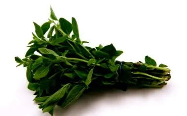 oregano