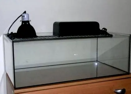 testudo testudo