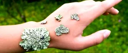 lichen