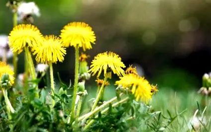 taraxacum