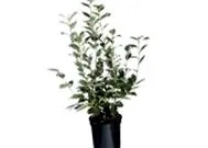 rubarbă plante
