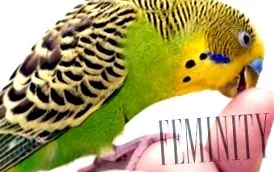 tinerii