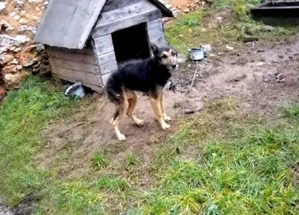 веригата веригата