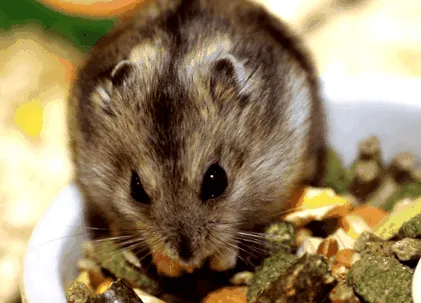 hamsterilor