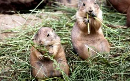 marmot