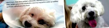 ветеринарна котки