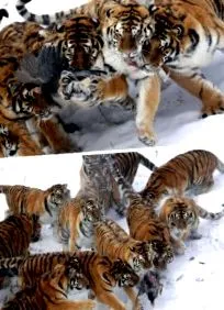 grădină zoologică