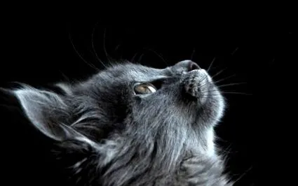 felis