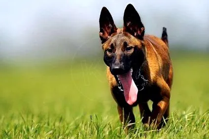 online babesiosis
