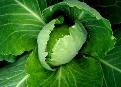 coagulare