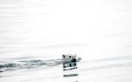 sursă