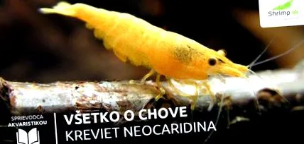 creșterea totul
