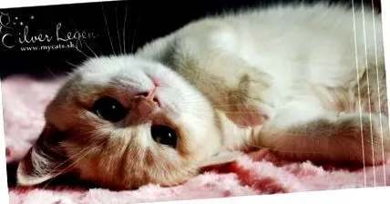 selecție