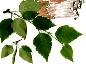 xylitol