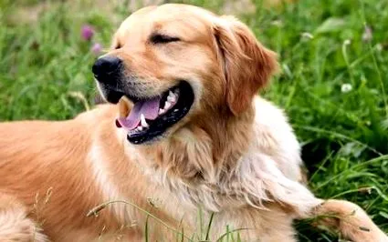 retriever