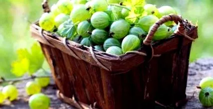 coacăz verde