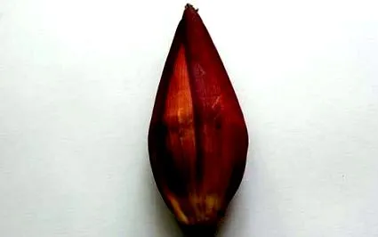 floare banană flori banană