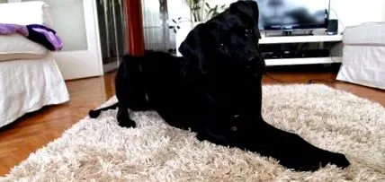 голямо куче