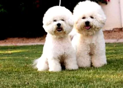 bichon írjon