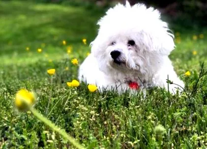 bichon bolognese