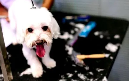 bichon