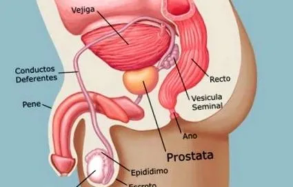 prosztatarák