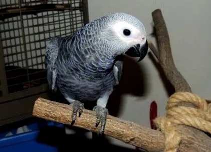 psittacus