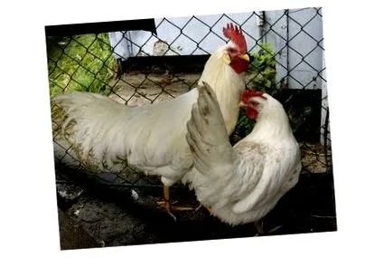 rasă