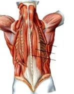 axial