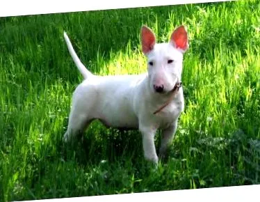 terrier terrier