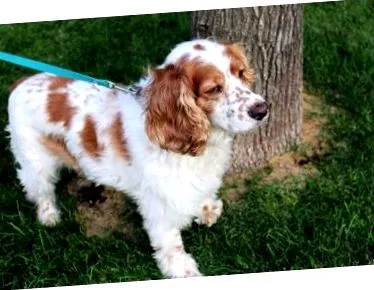 Cocker Spaniel