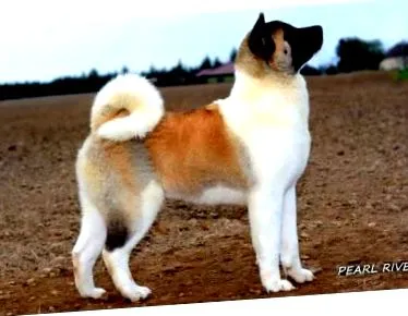 american Akita este