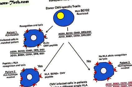 alogene hematopoietice