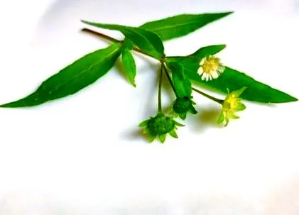 bhringaraja naturală