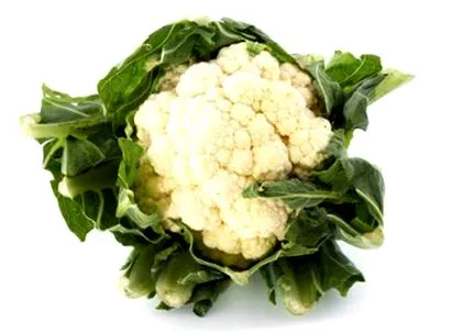 conopidă conopidă
