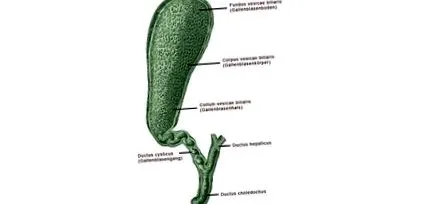 arcada coastei