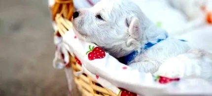 bichon această rasă