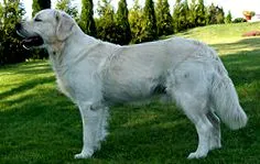 creșterea